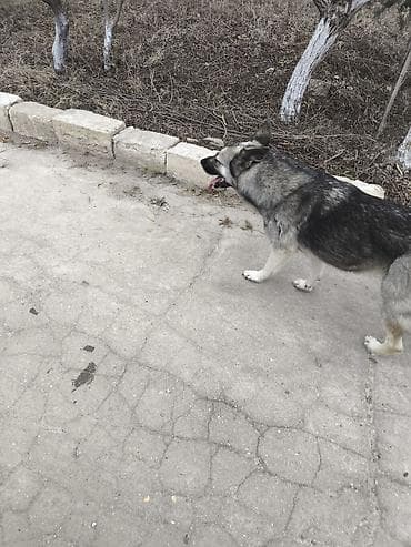 tap.az itlerin satisi: Alman çoban iti — 4