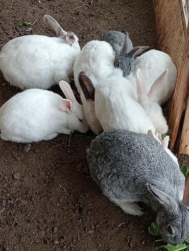 Digər heyvanlar: Damazliq dovsanlar 4disi 1erkek 2si balalaiyacaq az qalib 5ne Kom 75m — 4