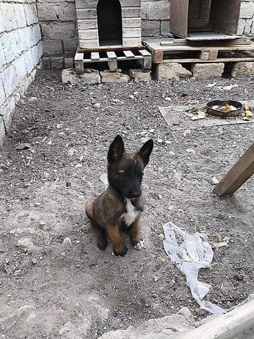 şpits itleri: 2 ay, Dişi, Ödənişli çatdırılma — 3