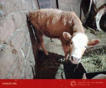 inek bala: Məhsul: Mal-qara (inək və buzov) Təsvir: - Şəkillərdə tövlədə — 2