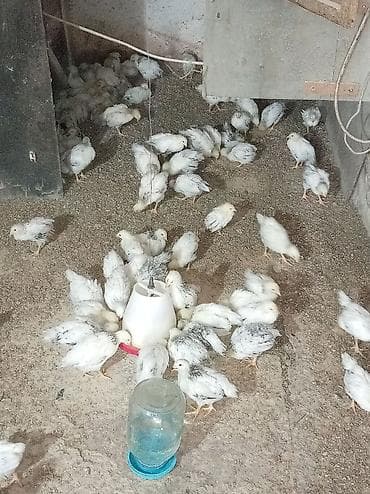 mal qara fermalari: Toyuq cücələri, Ətlik — 2