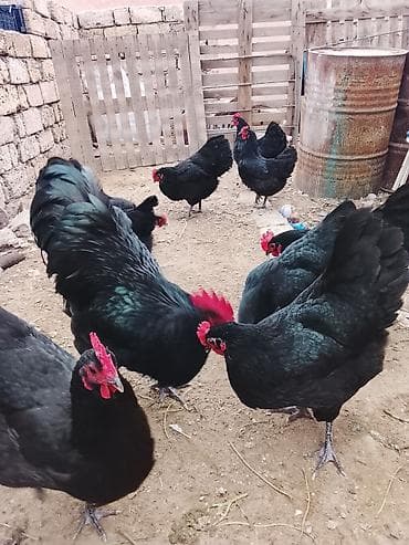 sort toyuq: Toyuq, Australorp, Yumurtalıq — 1