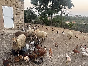 гусь: Təcili satılır. Qoyunlar qoca deyil, cavandırlar. Onlardan ikisi hələ — 3
