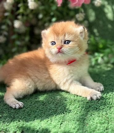 scotland pisik: Britan — 4