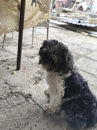 İtlər: Pudel, 1 il, Erkek, Peyvəndli, Pulsuz çatdırılma — 7