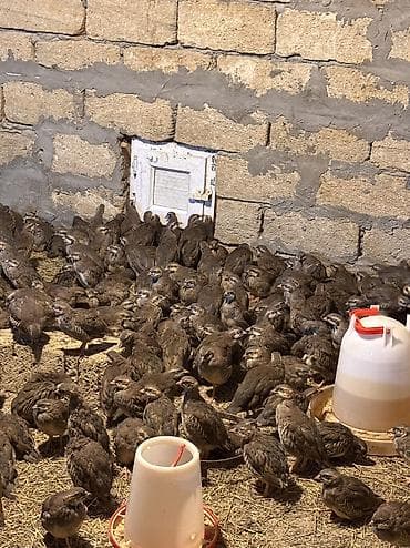 Cücələr: Xınalı kəklik cücələri tam sağlam 3 aylıq çıxışlarımız başladı tələsin — 3