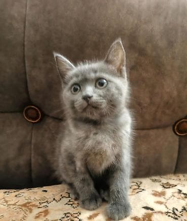 pişik balası satılır: Britan, Ünvandan götürmə — 2