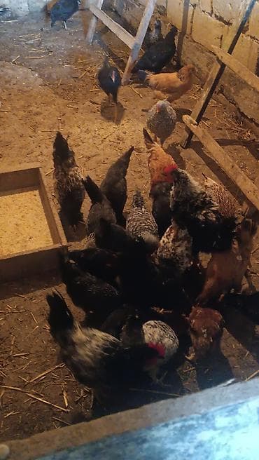 qus sekli cekmek: Toyuq, Ətlik — 2