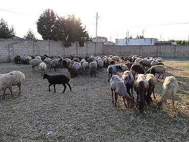 С/х животные и товары: Qoyun sürüsü – qarışıq rəng və tiplər - Böyük sayda baş heyvan — 3
