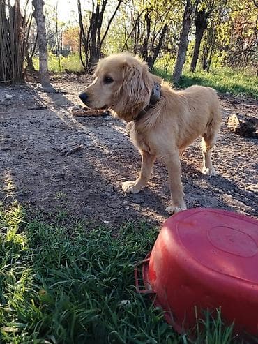 kömeye telesen itler: Spaniyel ov iti 10aylig erkek kola suya girir gusu getirir Goranboy - — 1