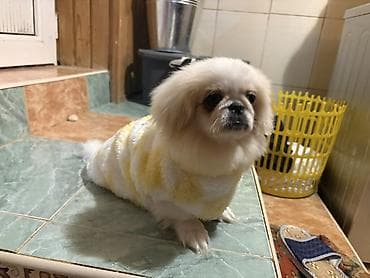 it zvanok: Pekines itler oz itlerimin balasidi qurd dermani verilib tam saglam — 2