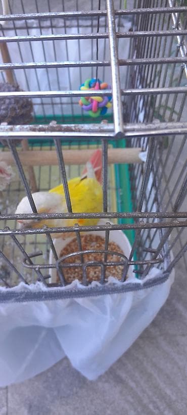 qefes satisi: Suncheek (Yellow-sided) Conure – qəfəslə birlikdə 5aylıq — 4