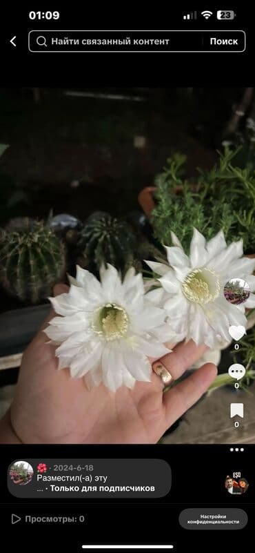 yumru xalça: Xalça — 10