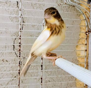 4aylıq erkek qiyməti 50 manat