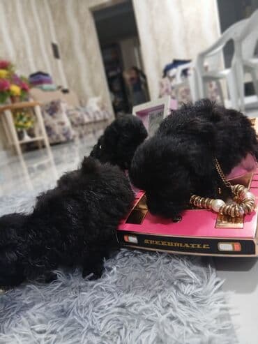 itlər pudel: Pudel, 2 ay, Dişi, Sənədli, Pulsuz çatdırılma — 6