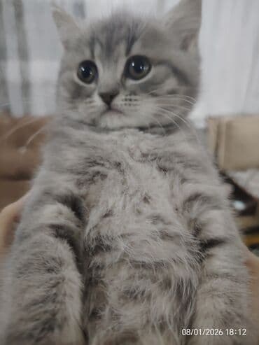 fold: Şotland, Dişi — 5