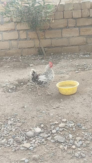 qızıl quş: Salam həyət toyuqları satılır. yumurtalıq 1 illik, 1 ədədidinin — 6