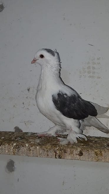 danisan qus: İran sortudu başi Kekili iri hündür quştu — 3