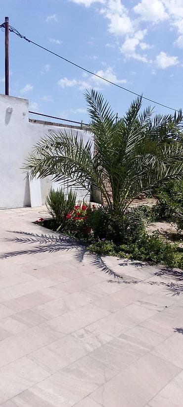 avakado agaci: Xurma ağacı palma. Qiymətlər — 2