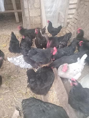 cutles: Avstrolorp toyugunun mayali yumurtasi satilir. - Növ: iri cüssəli — 4