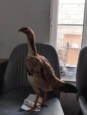 Gəmiricilər: Heyratı fərə cinsi özbək 8 aylıqdı yumurtdayır, barter edilmir — 1