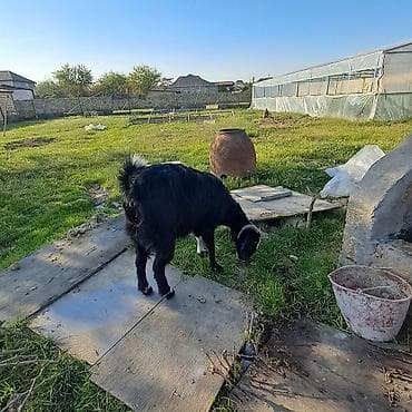 cins buzovlar: Keçi temiz ereb kecisidir tek qalıb satlır 3 qarın dogub - Cins — 4