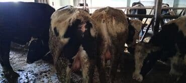 ağ pişik şəkilləri: Məhsul: Qaramal – ət istiqamətli dana/öküzlər Təsvir: - Şəkillərdə — 6