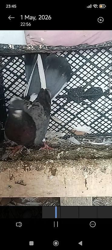 goyərcin yumurta: Cüt dekorativ göyərçin - Növ: dekorativ ev göyərçinləri, cüt - — 9