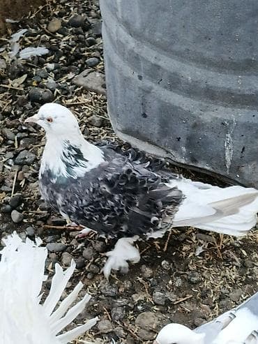 goyercin aliram: Satılır: dekorativ göyərçinlər super quşlardır Deyerinden ucuza — 3