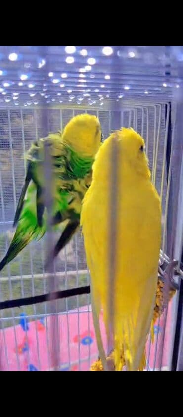 bugda qiymeti: Məhsul: Dalmatin və klassik rənglərdə dalğıç (buğda) dalğalı — 1