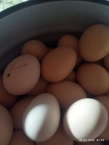 Ət məhsulları: Təzə kənd yumurtası var. Öz həyətimiz toyuğunundur. Qiyməti 30 qəpik — 1