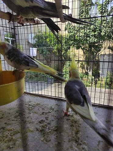 Heyvanlar üçün mallar: Dörd korella tutuquşusu. Onların başında sarı rəngli lələklər var — 2