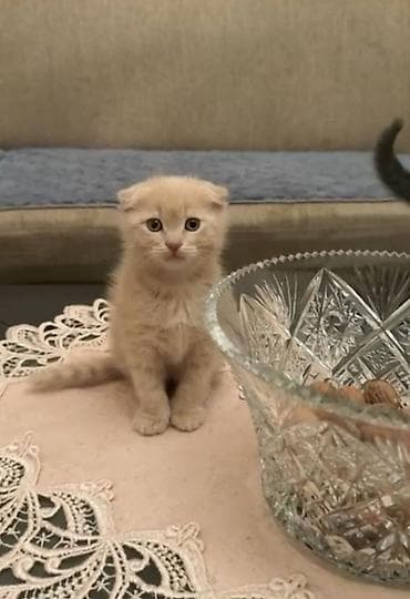 ev heyvan: Şotland — 2