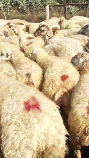 bakida cins ineklerin satisi: Dişi, il: 1, 50 kq, Damazlıq, Ünvandan götürmə — 6