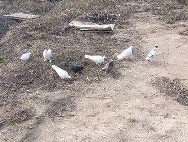 домик для собаки: Məhsul: ev göyərçinləri hamısı birlikdə satılır 80 AZN Uçan Quşlar — 2