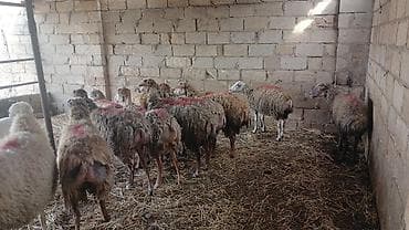 cins inək: Südlük qoyun sürüsü - Təsərrüfat şəraitində saxlanılan süd — 2