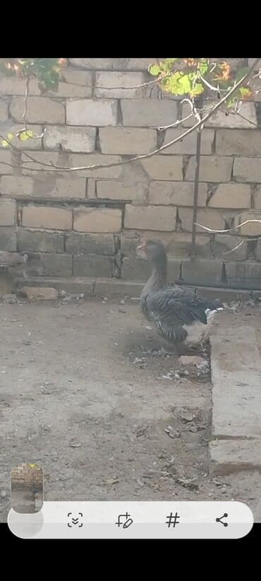 sort qazlar: Qazlar satılır - Növ: Ev qazı (ağ və boz rəngli fərdlər) - Say — 2