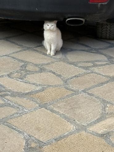 Türk anqora, Yaxşı əllərə