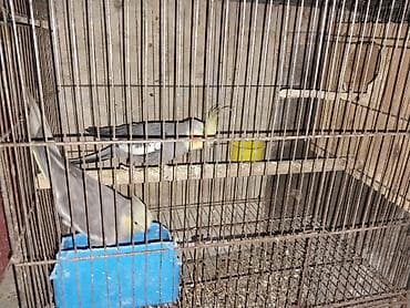 danisan qus: Korella tutuquşu. 1 cut maya korella 70 azn 4 erkek korella — 4