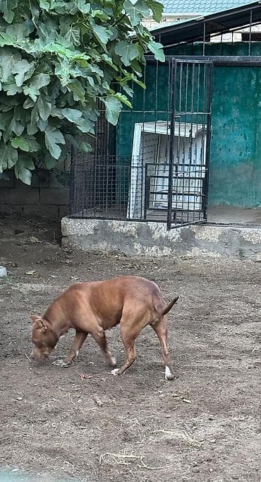 pitbul: Pitbul, 3 il, Dişi — 5