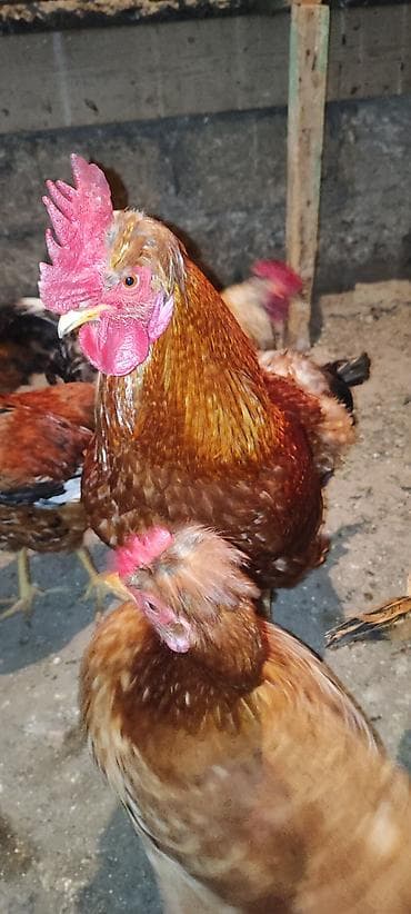 Toyuq, Damazlıq, Ünvandan götürmə