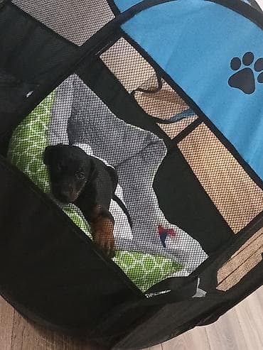 meymun heyvan: Doberman, 1 ay, Erkek — 3