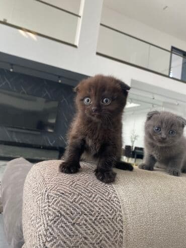 американский вислоухий кот: Шотладская вислоухая — 1