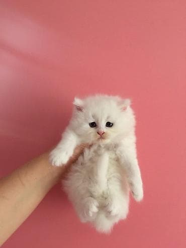 cats az: Ağ rəngli, tüklü balaca pişik balası. Yumru üz quruluşu, iri qara-mavi — 3