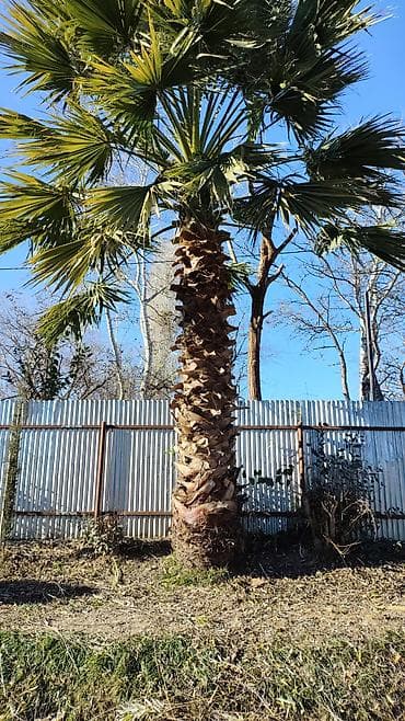 Dekorativ palma ağacı – fan formalı yarpaqları olan, hündür gövdəli — 2