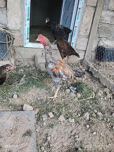 at satisi: Heyrati Pleymut Yumurta satilir Shamo qarisigi ata Shamo Ana Brazilya — 1