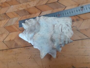 ağ balıq: Okean rakuşkası.Balıq qulagı.uzunlugu 25sm.2 eded var.sinigi catı — 1