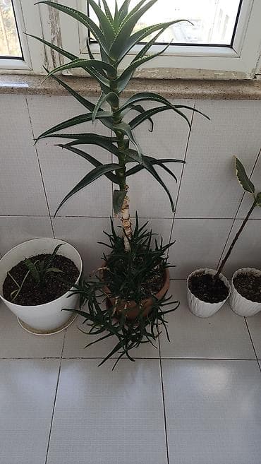 otaq studiya: Böyük Şeflera, qılınc gülləri Monstera yarpaqları tökülüb, böyük — 7