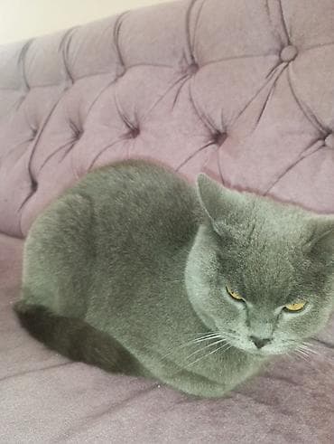 İtlər: Britan, Dişi, Yaxşı əllərə, Ünvandan götürmə — 2