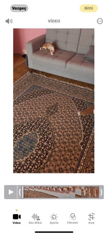 pişik çantasi: Şotland yastı qulaq, Erkək, Ödənişli çatdırılma — 1